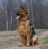 Additional photos: Elite litter of long-haired German shepherds