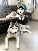 Additional photos: Purebred blue eyed husky puppies for sale!