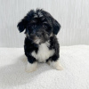 Photo №1. havanese dog - for sale in the city of Prague | 300$ | Announcement № 111193