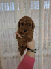 Photo №4. I will sell poodle (toy) in the city of Нови Сад.  - price - 845$