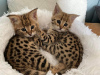 Photo №2 to announcement № 28000 for the sale of savannah cat - buy in Netherlands private announcement