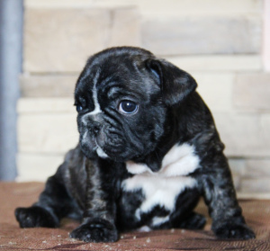 Additional photos: I offer puppies french bulldog