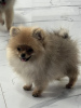 Photo №3. Pomeranian Spitz puppies. Serbia