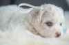 Additional photos: Bichon Friesian puppies