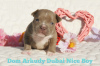 Additional photos: American Bully Kennel