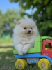 Photo №2 to announcement № 72161 for the sale of pomeranian - buy in Belarus 