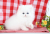 Photo №1. persian cat - for sale in the city of Helsinki | negotiated | Announcement № 118725