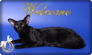 Photo №1. Mating service - breed: oriental shorthair. Price - 33$