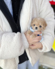 Photo №1. poodle (toy) - for sale in the city of Франкфурт-на-Майне | Is free | Announcement № 86625