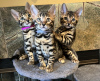 Photo №1. bengal cat - for sale in the city of Tel Aviv | 500$ | Announcement № 122218