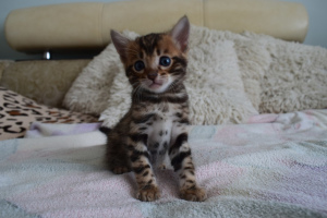 Photo №4. I will sell bengal cat in the city of Voronezh. private announcement, breeder - price - negotiated