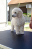 Additional photos: Toy Poodle puppies