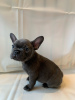 Photo №2 to announcement № 115846 for the sale of french bulldog - buy in Germany private announcement