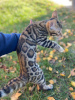 Additional photos: Bengal male for breeding or pets