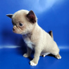 Photo №2 to announcement № 38273 for the sale of chihuahua - buy in Austria private announcement