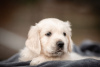 Photo №3. Golden Retriever puppies. Russian Federation