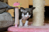 Photo №1. devon rex - for sale in the city of Houston | 320$ | Announcement № 113471