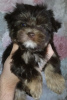 Photo №1. yorkshire terrier - for sale in the city of St. Petersburg | 916$ | Announcement № 9973
