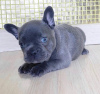 Photo №1. french bulldog - for sale in the city of Warsaw | negotiated | Announcement № 77768