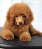 Additional photos: Miniature poodle puppies for sale