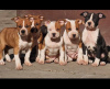 Photo №1. american staffordshire terrier - for sale in the city of Ruma | negotiated | Announcement № 90222