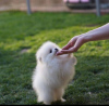 Photo №4. I will sell pomeranian in the city of Cologne. private announcement - price - 380$