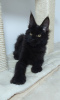 Photo №1. maine coon - for sale in the city of Bucharest | 2113$ | Announcement № 78118