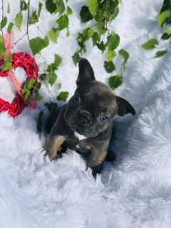 Additional photos: French bulldog puppy