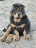 Photo №4. I will sell tibetan mastiff in the city of Wrocław. breeder - price - 1218$