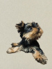 Additional photos: Yorkshire terrier puppies