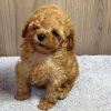 Photo №1. poodle (toy) - for sale in the city of Indianapolis | negotiated | Announcement № 95276