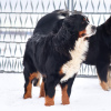 Photo №4. I will sell bernese mountain dog in the city of Różyna. breeder - price - 3500$