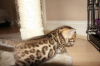 Photo №2 to announcement № 95077 for the sale of bengal cat - buy in Germany private announcement