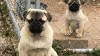 Photo №1. pug - for sale in the city of Volgograd | negotiated | Announcement № 51357