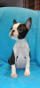 Photo №2 to announcement № 80321 for the sale of boston terrier - buy in Serbia breeder