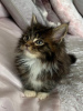 Photo №1. maine coon - for sale in the city of Delft | 370$ | Announcement № 109190