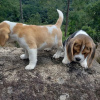 Photo №1. beagle - for sale in the city of London Borough of Hackney | 423$ | Announcement № 88064