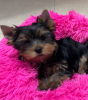 Photo №2 to announcement № 93048 for the sale of yorkshire terrier - buy in Finland private announcement