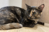 Additional photos: Tortoiseshell cat Cinnamon is looking for a home and a loving family!