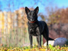 Photo №3. Nika is a young black beauty looking for a home!. Russian Federation