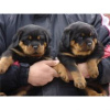 Photo №1. rottweiler - for sale in the city of Эребру | negotiated | Announcement № 55308