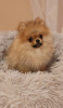 Photo №2 to announcement № 42990 for the sale of pomeranian - buy in Moldova breeder