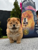 Additional photos: Chow Chow puppies