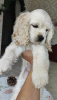 Photo №2 to announcement № 71935 for the sale of american cocker spaniel - buy in Belarus breeder