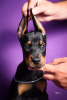 Additional photos: Doberman puppies