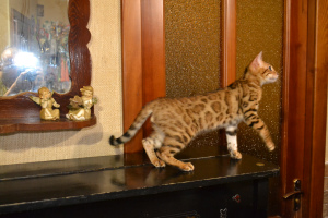 Photo №3. Bengal kitten Islav Lavr Laver. Ukraine