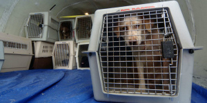 Additional photos: Delivery of dogs of large breeds around the world from a professional breeder