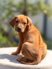 Additional photos: Rhodesian Ridgeback puppies