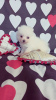 Additional photos: Japanese spitz puppies