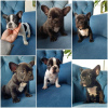 Photo №1. french bulldog - for sale in the city of Marseilles | Is free | Announcement № 16199